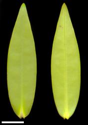 Veronica pubescens subsp. rehuarum. Leaf surfaces, adaxial (left) and abaxial (right). Scale = 10 mm.
 Image: W.M. Malcolm © Te Papa CC-BY-NC 3.0 NZ